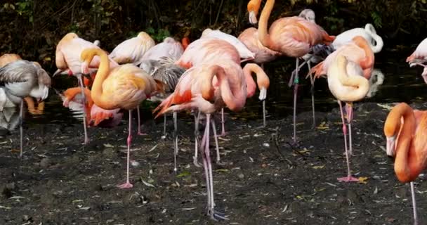 Amerikaanse Flamingo Caribische Flamingo Phoenicopterus Ruber Flamingo Zijn Enige Niet — Stockvideo