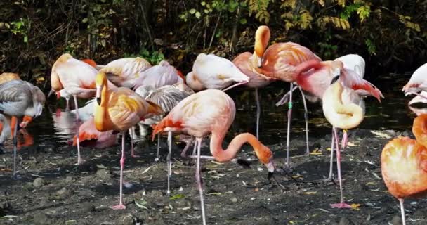 Amerikaanse Flamingo Caribische Flamingo Phoenicopterus Ruber Flamingo Zijn Enige Niet — Stockvideo