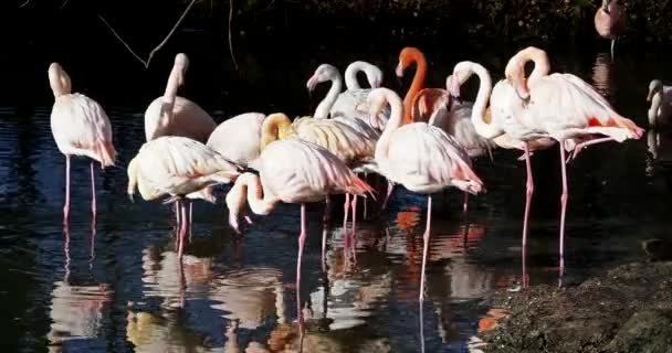 Amerikai Flamingó Vagy Karib Tenger Flamingó Phoenicopterus Ruber Flamingók Egyetlen — Stock videók