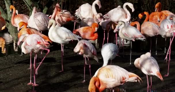 Amerikaanse Flamingo Caribische Flamingo Phoenicopterus Ruber Flamingo Zijn Enige Niet — Stockvideo