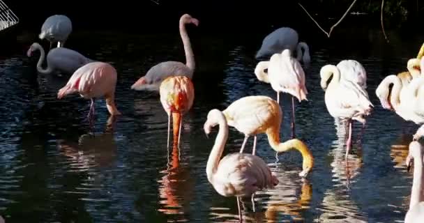 Amerykański Flamingo Lub Karaibski Flamingo Fenicopterus Ruber Flamingi Jedynym Niewymarłym — Wideo stockowe