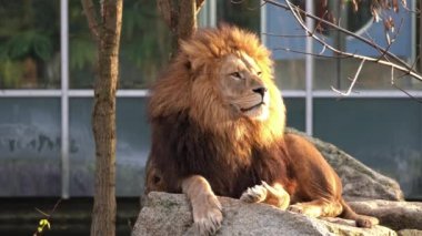 Aslan, Panthera leo, Panthera cinsindeki dört büyük kediden biridir ve Felidae familyasının bir üyesidir..