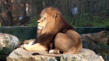 Aslan, Panthera leo, Panthera cinsindeki dört büyük kediden biridir ve Felidae familyasının bir üyesidir..