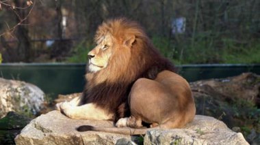 Aslan, Panthera leo, Panthera cinsindeki dört büyük kediden biridir ve Felidae familyasının bir üyesidir..