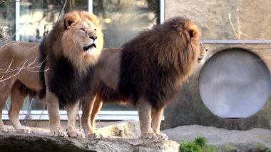 Aslan, Panthera leo, Panthera cinsindeki dört büyük kediden biridir ve Felidae familyasının bir üyesidir..
