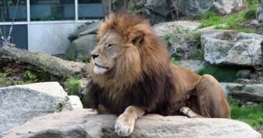 Aslan, Panthera leo, Panthera cinsindeki dört büyük kediden biridir ve Felidae familyasının bir üyesidir..