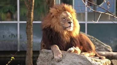 Aslan, Panthera leo, Panthera cinsindeki dört büyük kediden biridir ve Felidae familyasının bir üyesidir..