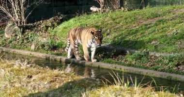 Sibirya kaplanı, Panthera tigris altaica dünyanın en büyük kedisidir.