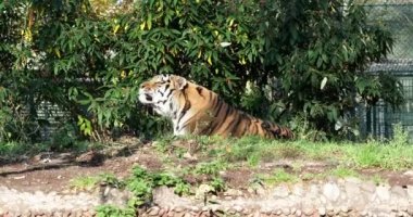 Sibirya kaplanı, Panthera tigris altaica dünyanın en büyük kedisidir.