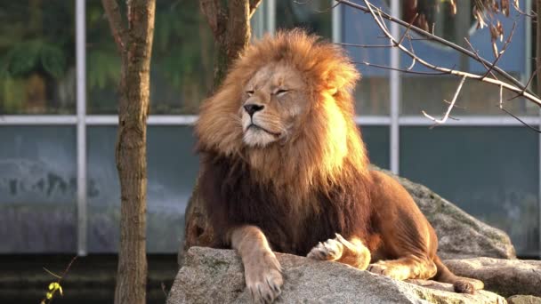 Lejonet Panthera Leo Fyra Stora Katterna Släktet Panthera Och Medlem — Stockvideo