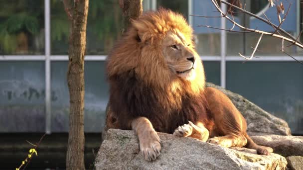 Der Löwe Panthera Leo Ist Eine Der Vier Großkatzen Der — Stockvideo