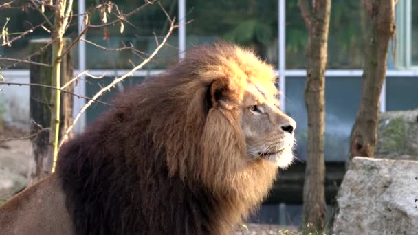Panthera Leo Uno Los Cuatro Grandes Felinos Del Género Panthera — Vídeos de Stock
