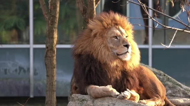 Lejonet Panthera Leo Fyra Stora Katterna Släktet Panthera Och Medlem — Stockvideo
