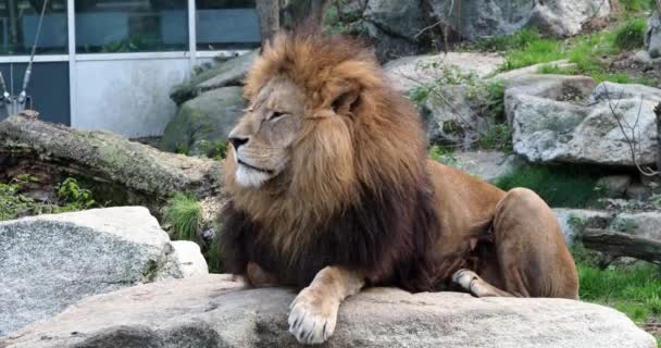 Lion Panthera Leo Est Des Quatre Grands Félins Genre Panthera — Video