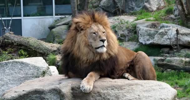 Lev Panthera Leo Jednou Čtyř Velkých Koček Rodu Panthera Členem — Stock video