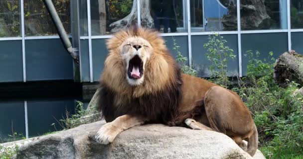 Lev Panthera Leo Jednou Čtyř Velkých Koček Rodu Panthera Členem — Stock video