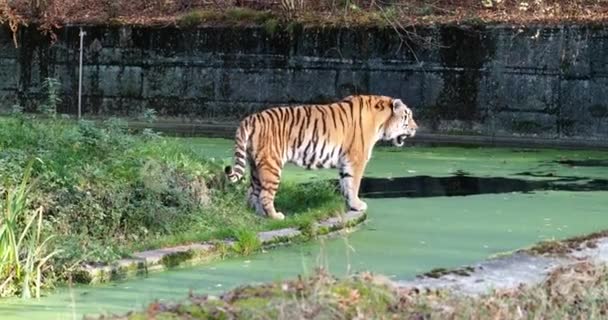 Tigre Siberiano Panthera Tigris Altaica Gato Más Grande Del Mundo — Vídeos de Stock