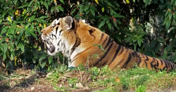 Siberian Tiger Panthera Tigris Altaica Biggest Cat World — Stock Video