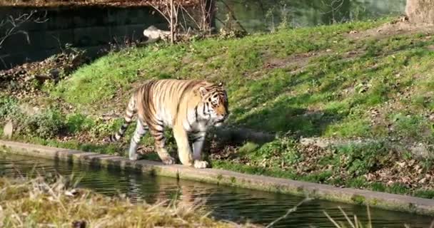 Tigre Siberiano Panthera Tigris Altaica Gato Más Grande Del Mundo — Vídeos de Stock