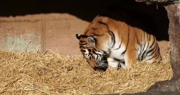 Tygrys Syberyjski Panthera Tigris Altaica Jest Największym Kotem Świecie — Wideo stockowe