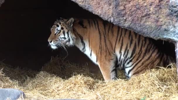 Sibiřský Tygr Panthera Tigris Altaica Největší Kočka Světě — Stock video