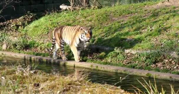 The Siberian tiger,Panthera tigris altaica is the biggest cat in the world — Stock Footage Siberian Tiger Panthera Tigris Altaica Biggest Cat World Royalty Free Stock Footage
