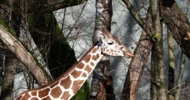 Zürafa, Zürafa camelopardalis, Afrika 'nın tek ayak parmaklı tek parmaklı, yaşayan en uzun boylu, en uzun boylu kara hayvanıdır..