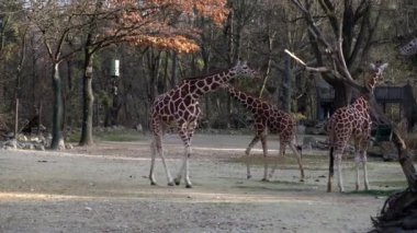 Zürafa, Zürafa camelopardalis, Afrika 'nın tek ayak parmaklı tek parmaklı, yaşayan en uzun boylu, en uzun boylu kara hayvanıdır..