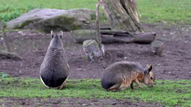 Patagonya Mara 'sı, Dolikotis patagonum. Gine domuzlarının bu büyük akrabaları Arjantin 'in Patagonya bozkırlarında yaygındır ama Paraguay gibi Güney Amerika' nın diğer bölgelerinde de yaşarlar..