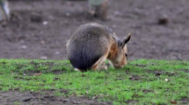 Patagonya Mara 'sı, Dolikotis patagonum. Gine domuzlarının bu büyük akrabaları Arjantin 'in Patagonya bozkırlarında yaygındır ama Paraguay gibi Güney Amerika' nın diğer bölgelerinde de yaşarlar..