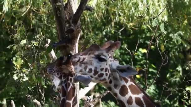 Giraffa Giraffa Camelopardalis Mammifero Ungulato Africano Dita Pari Animale Terrestre — Video Stock