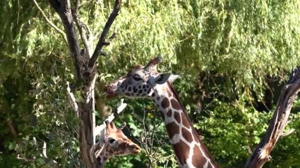 Giraffe Giraffa Camelopardalis Африканський Негустий Ссавець Найвища Тварина Живе Землі — стокове відео