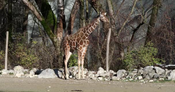 长颈鹿 Giraffa Camelopardalis 是一种非洲偶蹄的低咽哺乳动物 是世界上最高的动物 也是世界上最大的反刍动物 — 图库视频影像