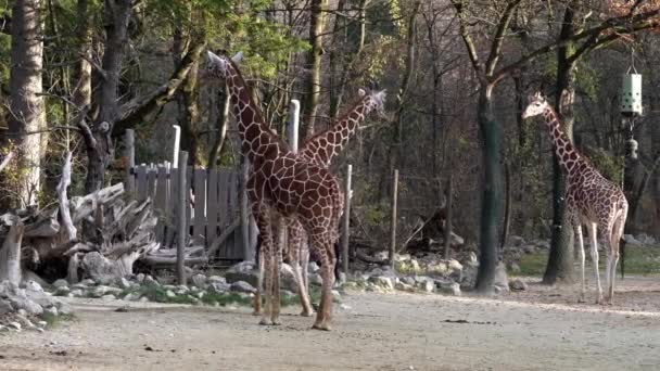 长颈鹿 Giraffa Camelopardalis 是一种非洲偶蹄的低咽哺乳动物 是世界上最高的动物 也是世界上最大的反刍动物 — 图库视频影像