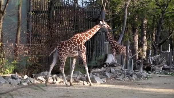 长颈鹿 Giraffa Camelopardalis 是一种非洲偶蹄的低咽哺乳动物 是世界上最高的动物 也是世界上最大的反刍动物 — 图库视频影像