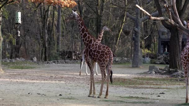 长颈鹿 Giraffa Camelopardalis 是一种非洲偶蹄的低咽哺乳动物 是世界上最高的动物 也是世界上最大的反刍动物 — 图库视频影像