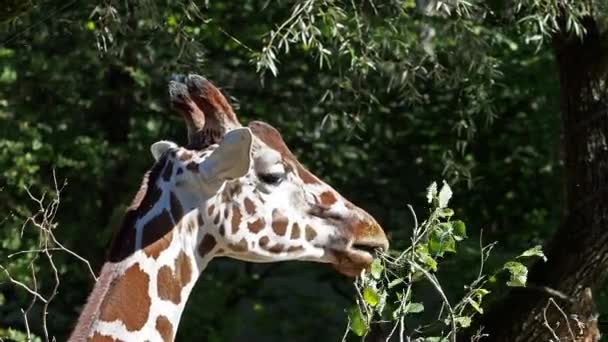 Giraffe Giraffa Camelopardalis African Even Toed Ungulate Mammal Tallest Living — Stock Video