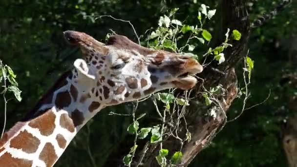 Jirafa Giraffa Camelopardalis Mamífero Ungulado Dedos Uniformes Africano Animal Terrestre — Vídeos de Stock