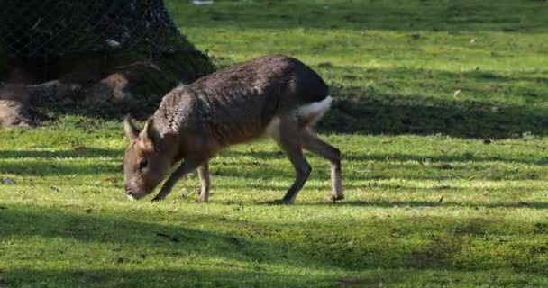 Patagonian Mara Dolichotis Patagonum Tito Velcí Příbuzní Morčat Jsou Běžné — Stock video