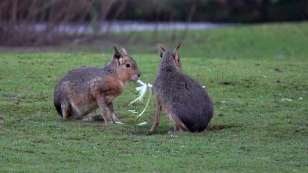 Patagonian Mara Dolichotis Patagonum Ces Grands Parents Cobayes Sont Communs — Video