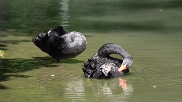 Black Swan Cygnus Atratus Великий Водяний Птах Вид Лебедів Який — стокове відео