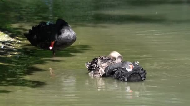 Black Swan Cygnus Atratus Крупная Водоплавающая Птица Вид Лебедя Который — стоковое видео
