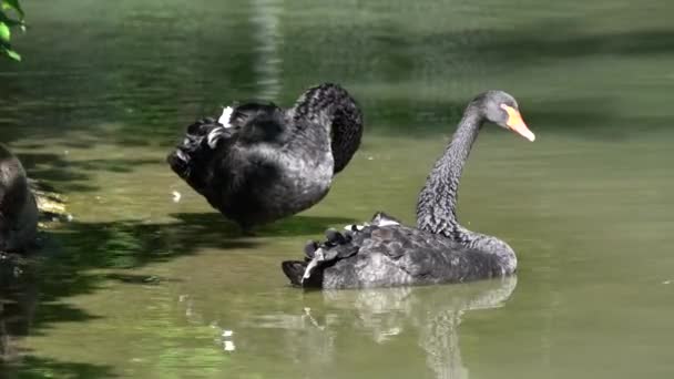 Black Swan Cygnus Atratus Крупная Водоплавающая Птица Вид Лебедя Который — стоковое видео