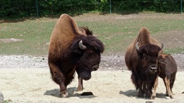 Le bison d'Amérique ou simplement bison, aussi connu sous le nom de buffle d'Amérique ou simplement buffle, est une espèce de bison nord-américaine qui errait autrefois en Amérique du Nord dans de vastes troupeaux.. 