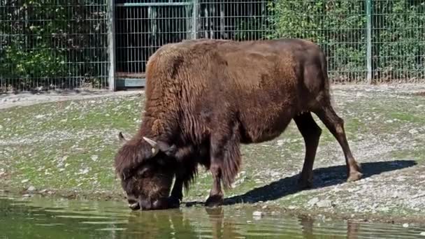 Amerikaanse Bizons Bizons Een Bizons Uit Familie Bizons Bizonidae — Stockvideo