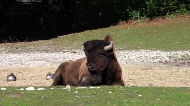 Der Amerikanische Bison Oder Einfach Bison Auch Allgemein Als Amerikanischer — Stockvideo