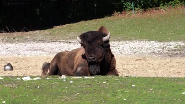 Le bison d'Amérique ou simplement bison, aussi connu sous le nom de buffle d'Amérique ou simplement buffle, est une espèce de bison nord-américaine qui errait autrefois en Amérique du Nord dans de vastes troupeaux.. 