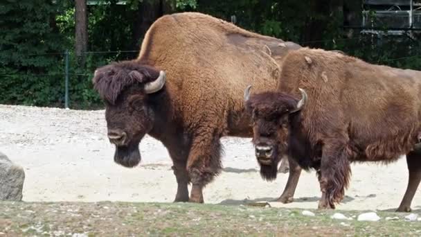 Bison Amerika Atau Singkatnya Bison Juga Dikenal Sebagai Kerbau Amerika — Stok Video