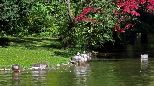 Angsa Berkepala Batang Anser Indicus Adalah Salah Satu Burung Terbang — Stok Video