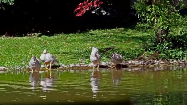 Gęś Głowiasta Anser Indicus Jeden Najwyżej Latających Ptaków Świecie Widziany — Wideo stockowe